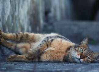 Як позбутися від ліні – визначення, причини і ефективні рекомендації