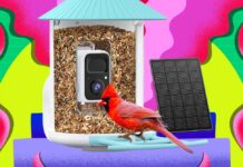 Розумні годівниці Birdfy: розпродаж до Чорної п’ятниці 2025 року та посібник