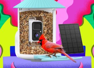 Розумні годівниці Birdfy: розпродаж до Чорної п’ятниці 2025 року та посібник