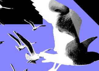 Influencers тепер є потужнішими ЗМІ: дослідження підтверджує політичний вплив