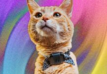 Моніторинг здоров’я та розташування вашої кішки: огляд Fi Mini