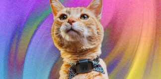 Surveiller la santé et l’emplacement de votre chat : une revue Fi Mini