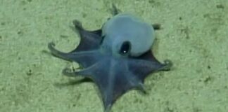 Blauer kleiner Oktopus im tiefen Galápagos benannt